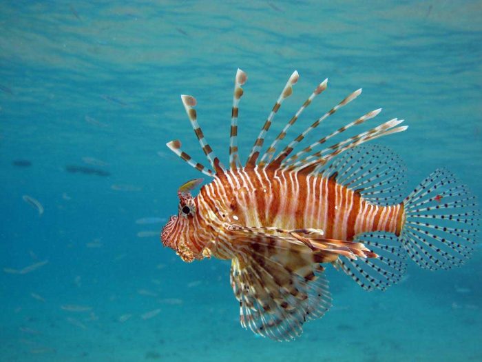 Detail Ikan Hias Air Laut Lion Fish Nomer 51