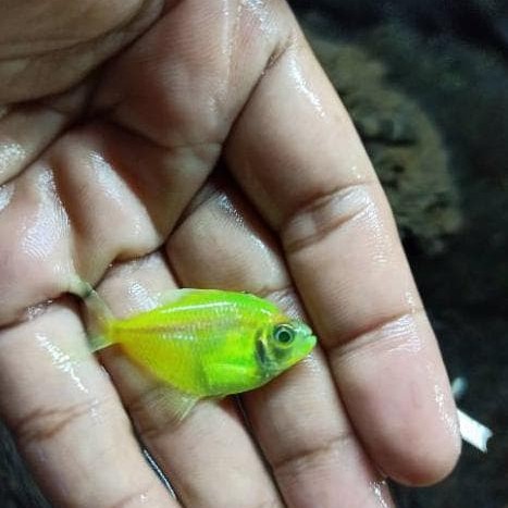 Detail Ikan Hias Warna Hijau Nomer 10