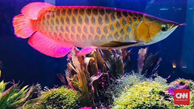 Detail Ikan Hiasan Dalam Akuarium Nomer 39