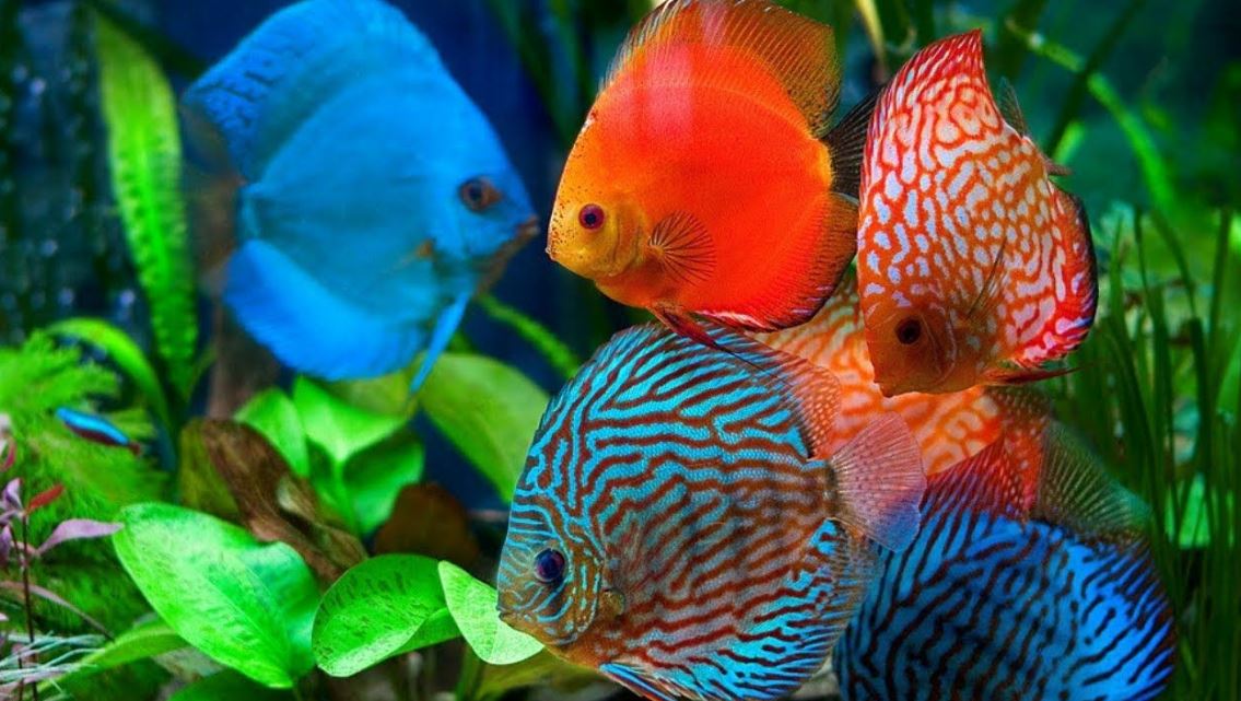 Download Ikan Hiasan Dalam Akuarium Nomer 42