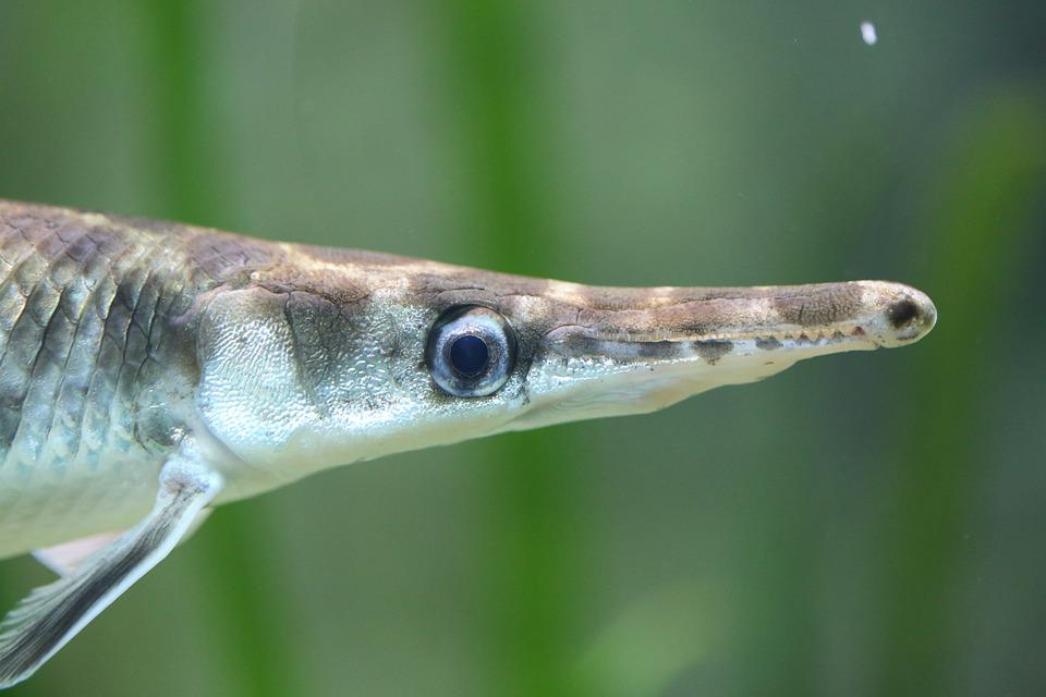 Detail Ikan Hidung Panjang Nomer 2