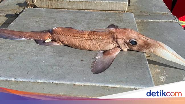 Detail Ikan Hidung Panjang Nomer 25