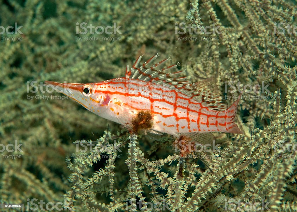 Detail Ikan Hidung Panjang Nomer 30