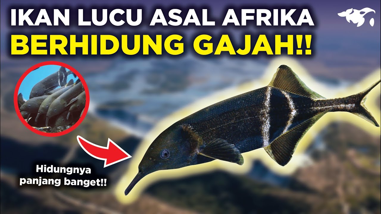 Detail Ikan Hidung Panjang Nomer 31