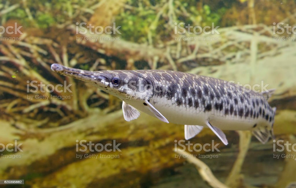 Detail Ikan Hidung Panjang Nomer 37