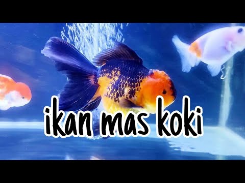 Detail Ikan Ikan Mas Nomer 26