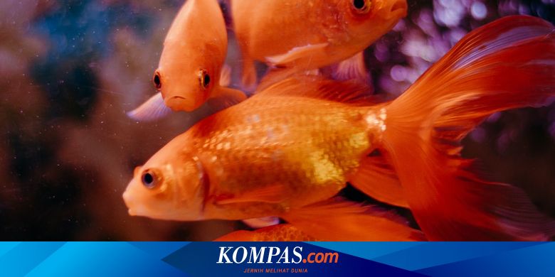 Detail Ikan Ikan Mas Nomer 27