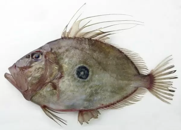 Detail Ikan John Dory Nomer 27