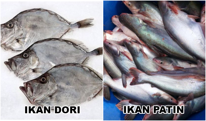 Detail Ikan John Dory Nomer 35