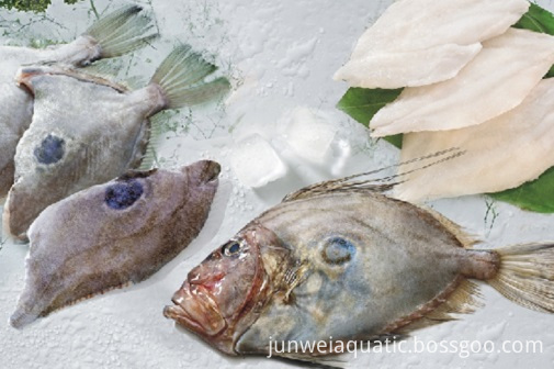 Detail Ikan John Dory Nomer 36