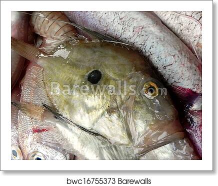 Detail Ikan John Dory Nomer 41