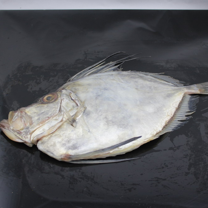 Detail Ikan John Dory Nomer 52