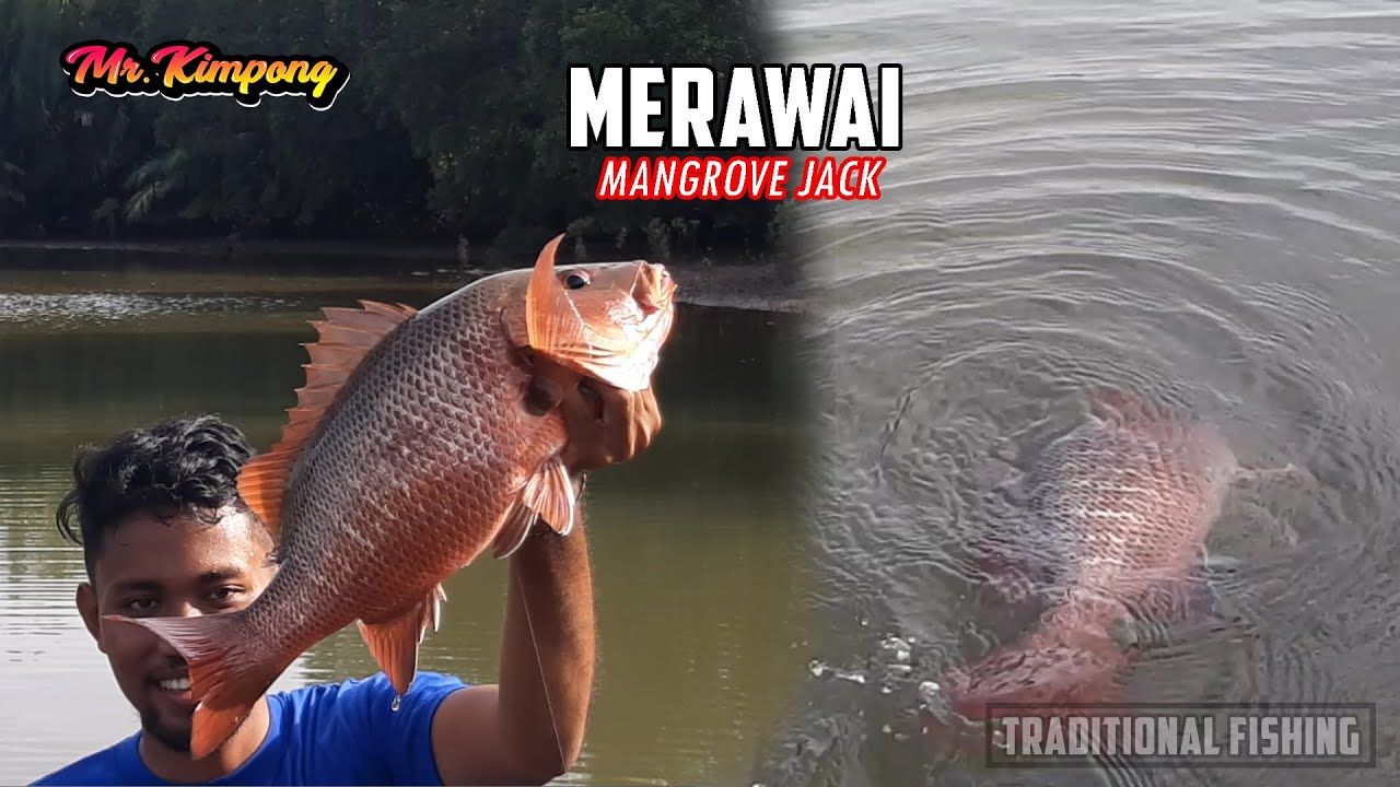 Detail Ikan Kakap Bakau Nomer 18