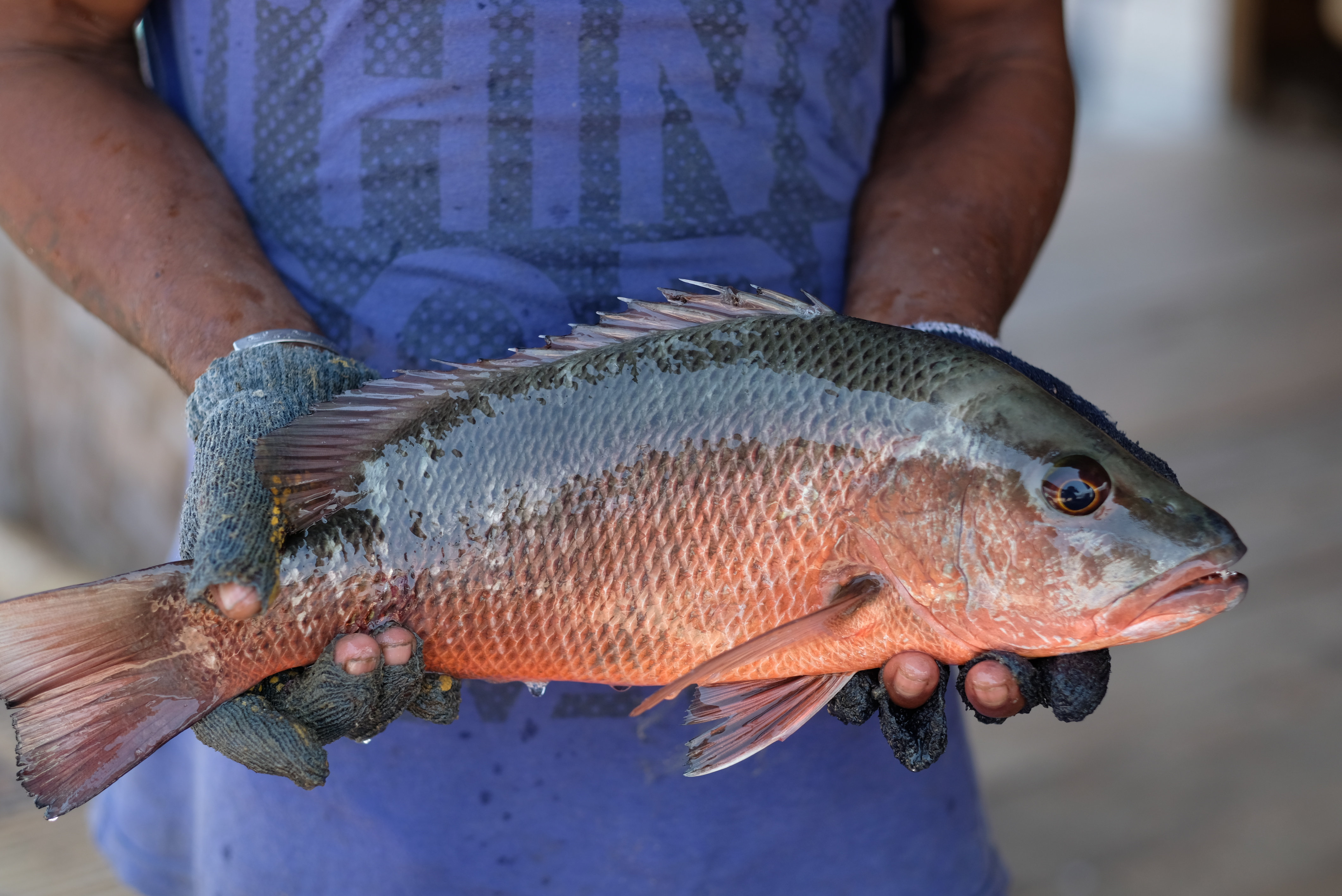 Detail Ikan Kakap Bakau Nomer 19