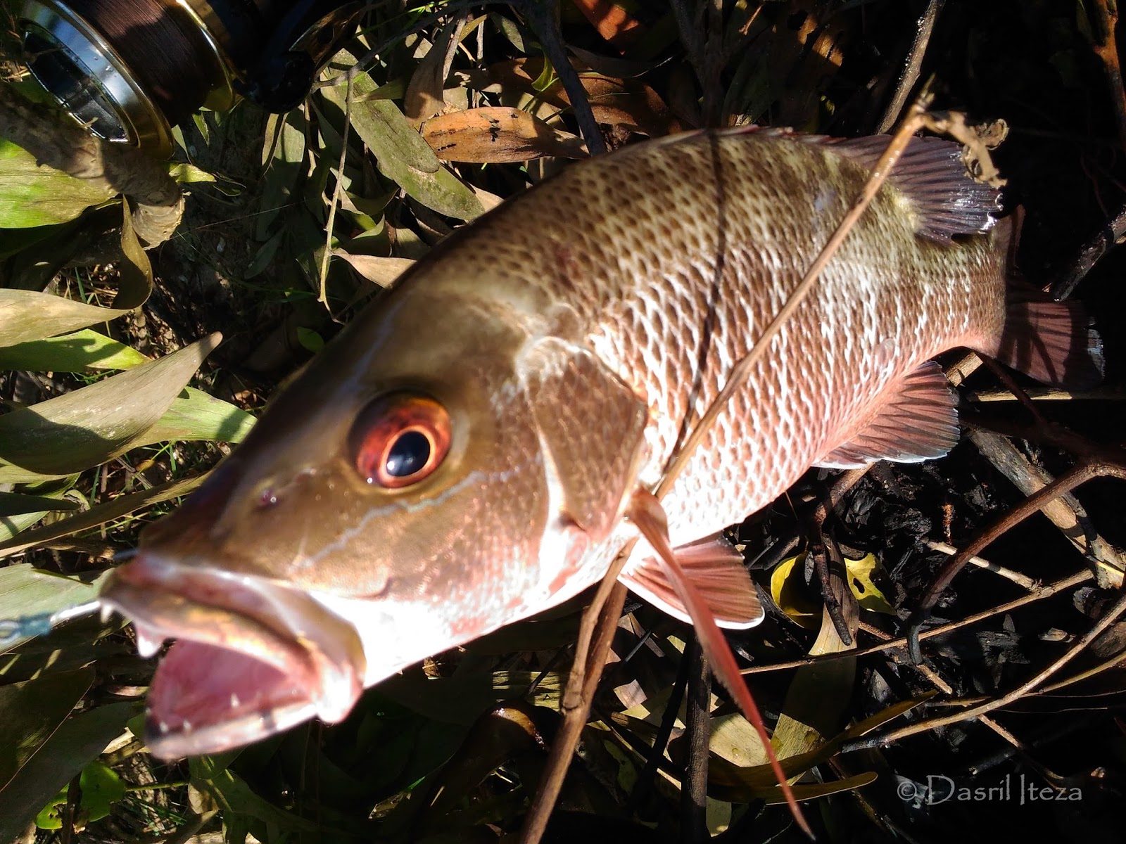 Detail Ikan Kakap Bakau Nomer 26