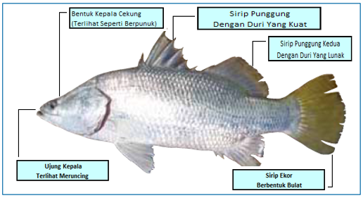 Detail Ikan Kakap Bakau Nomer 28