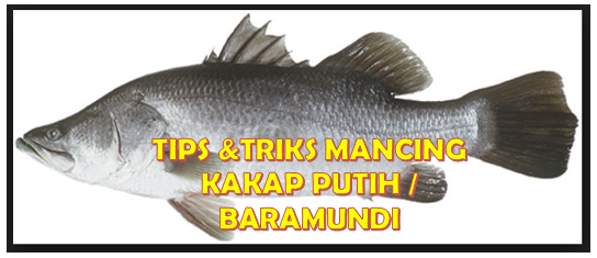 Detail Ikan Kakap Bakau Nomer 40