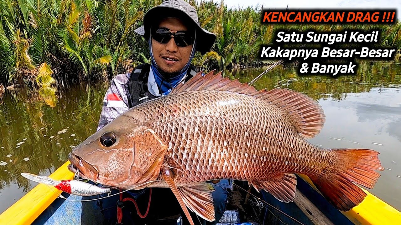 Detail Ikan Kakap Bakau Nomer 46