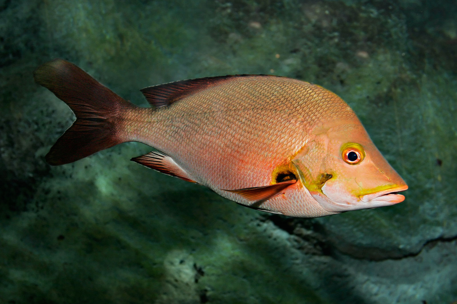 Ikan Kakap Laut - KibrisPDR