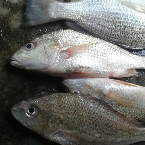 Detail Ikan Kakap Laut Nomer 20