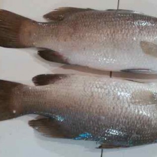 Detail Ikan Kakap Laut Nomer 37