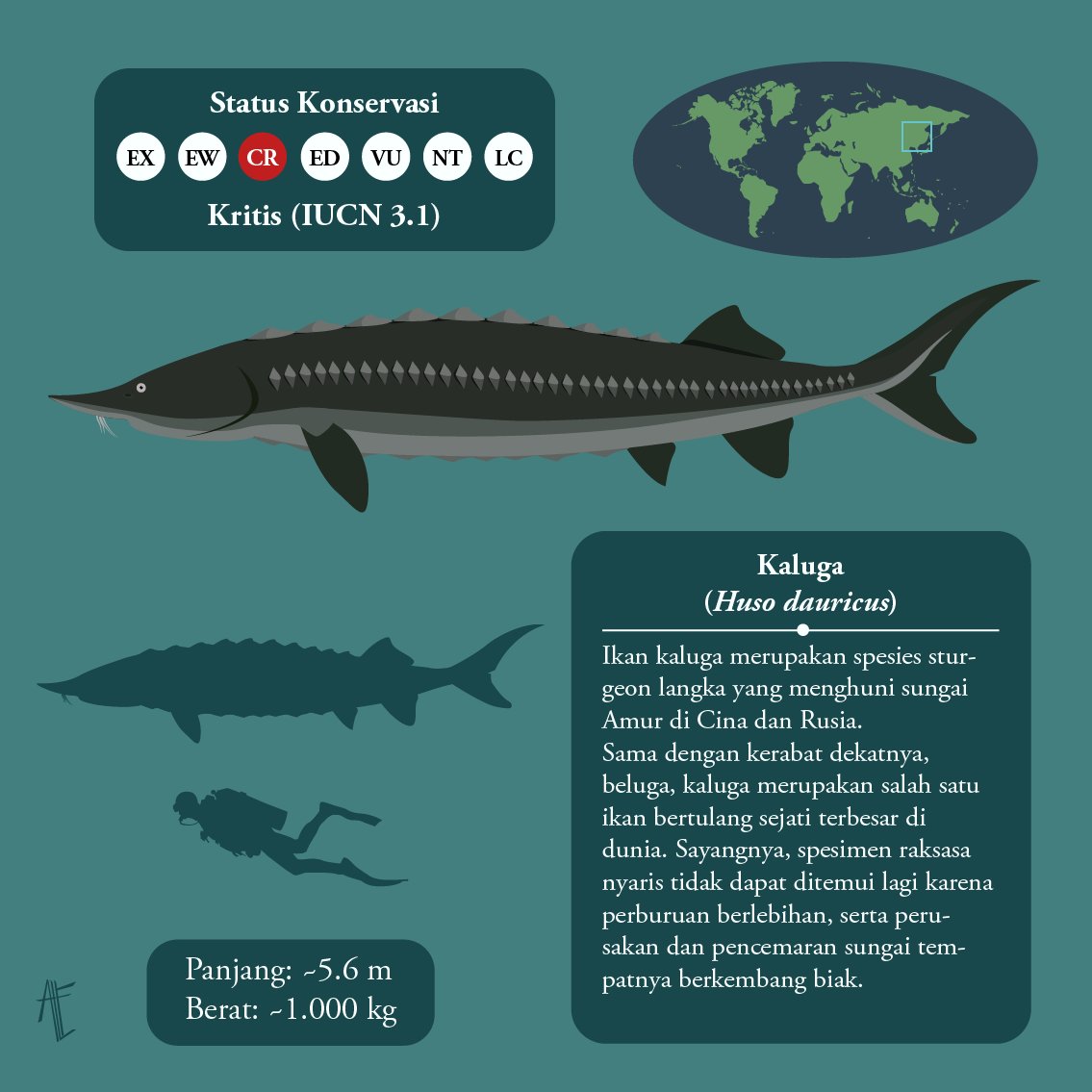 Detail Ikan Kaluga Sturgeon Nomer 3