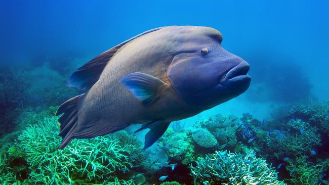 Detail Ikan Karang Laut Nomer 12