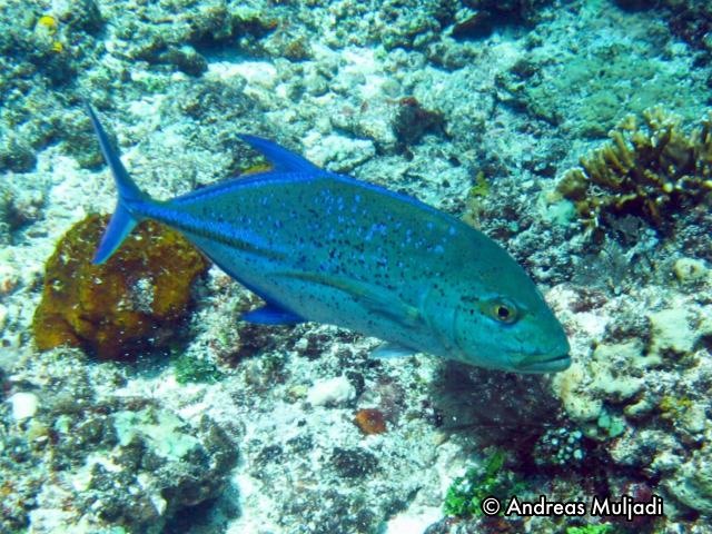 Detail Ikan Karang Laut Nomer 5