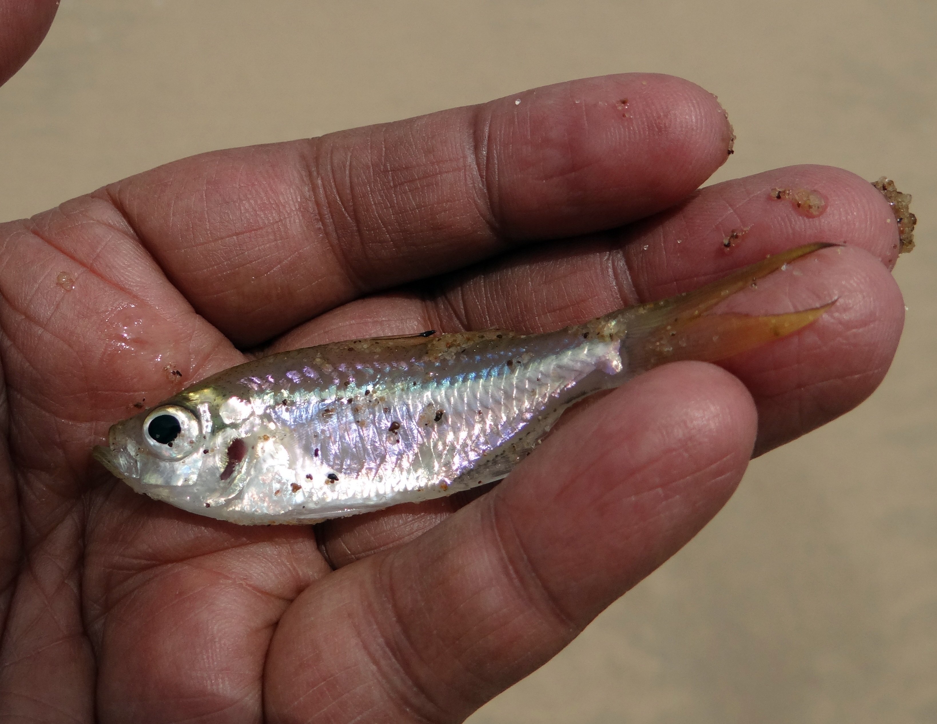 Detail Ikan Kecil Di Laut Nomer 14