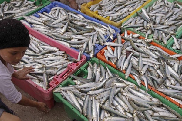 Detail Ikan Kecil Di Laut Nomer 18