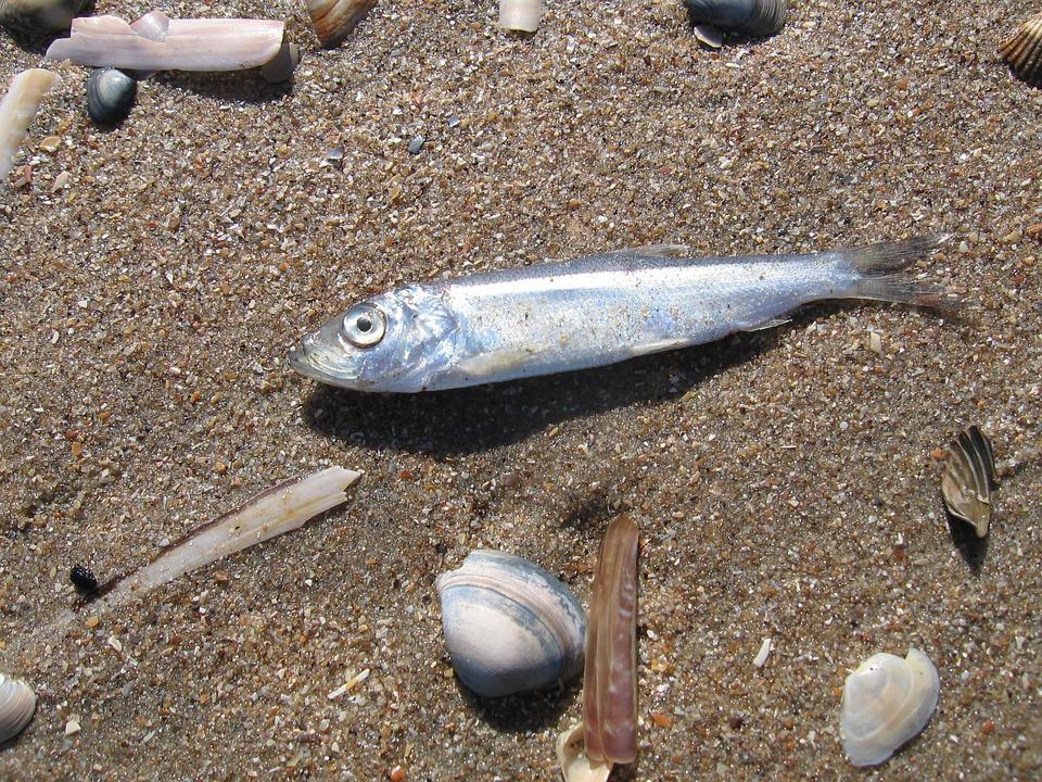 Detail Ikan Kecil Di Laut Nomer 19