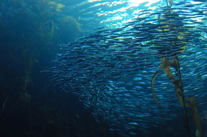 Detail Ikan Kecil Di Laut Nomer 38