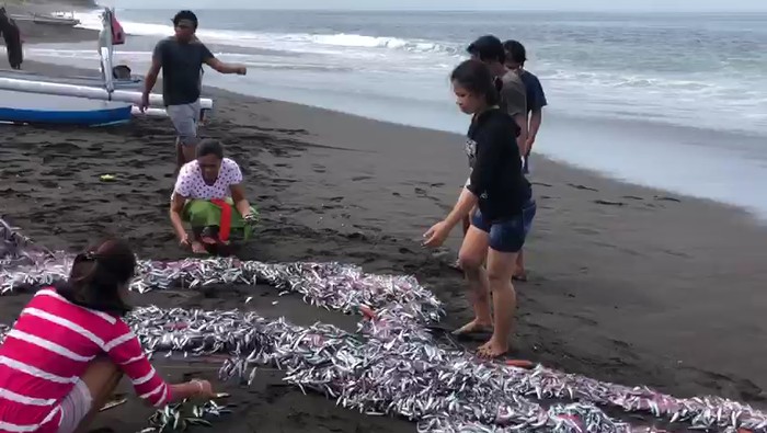 Detail Ikan Kecil Di Laut Nomer 41