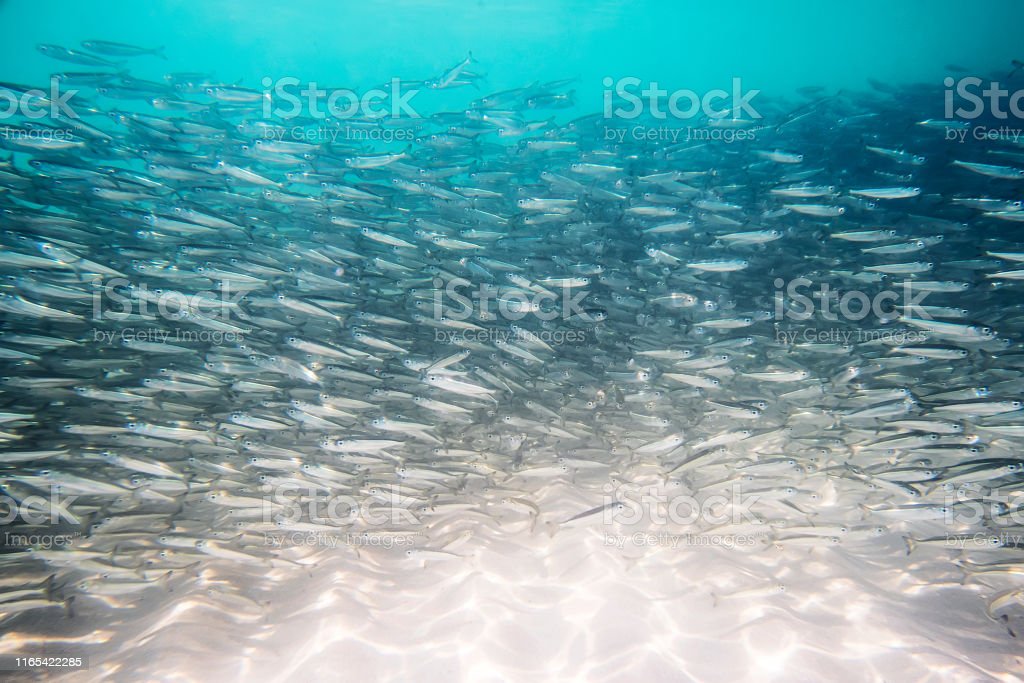 Detail Ikan Kecil Di Laut Nomer 45