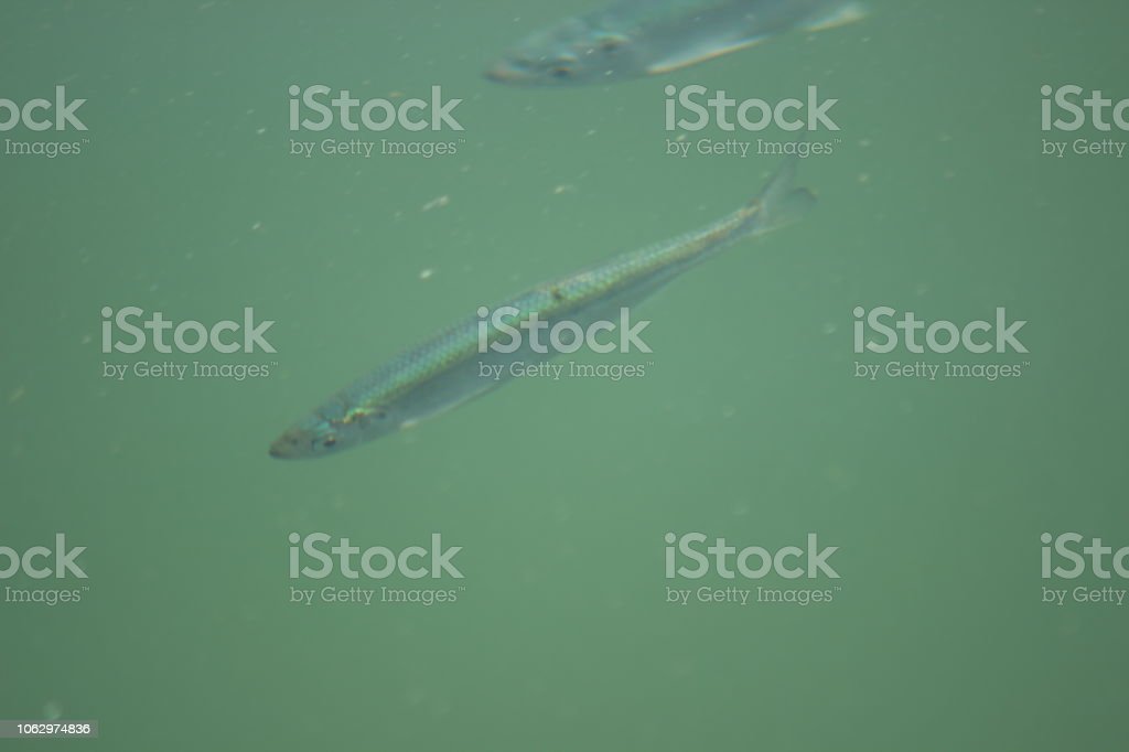 Detail Ikan Kecil Di Sungai Nomer 30