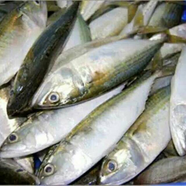 Detail Ikan Kembung Segar Nomer 3