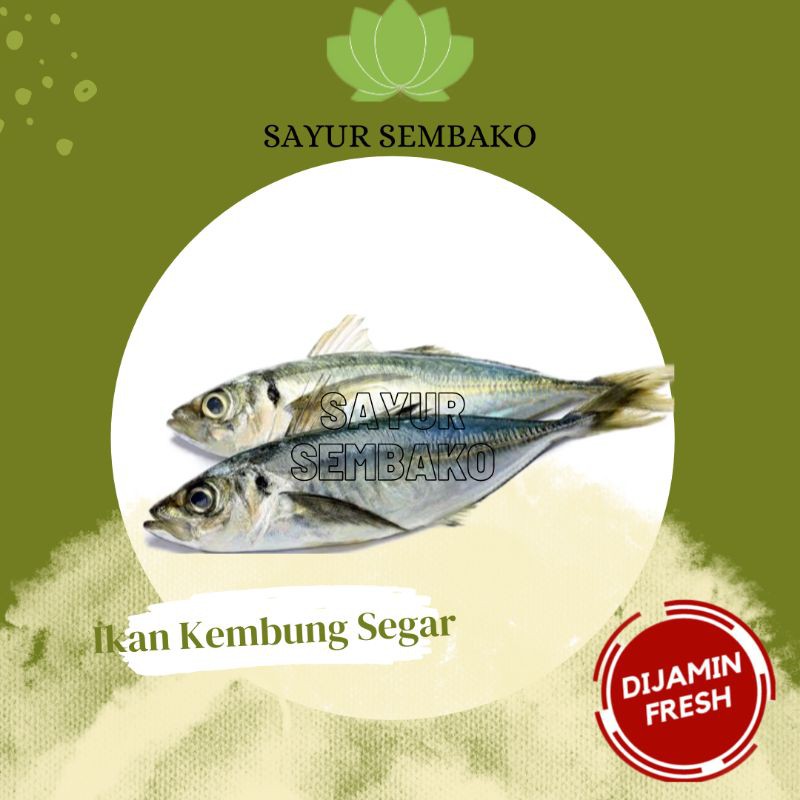 Detail Ikan Kembung Segar Nomer 29