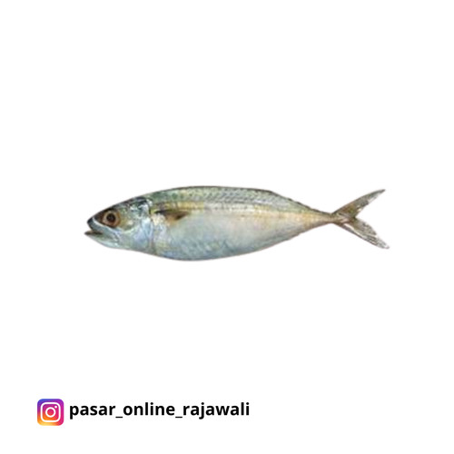 Detail Ikan Kembung Segar Nomer 32