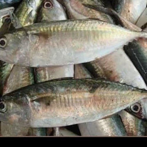 Detail Ikan Kembung Segar Nomer 39