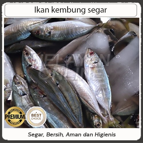 Detail Ikan Kembung Segar Nomer 45