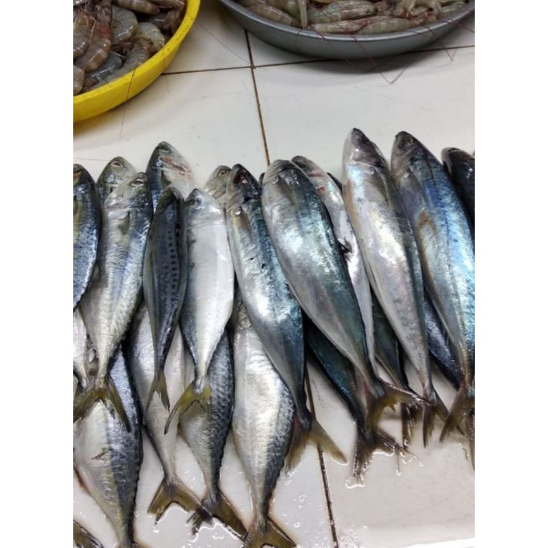 Detail Ikan Kembung Segar Nomer 57