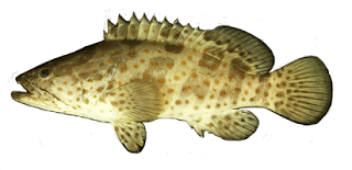 Detail Ikan Kerapu Png Nomer 12