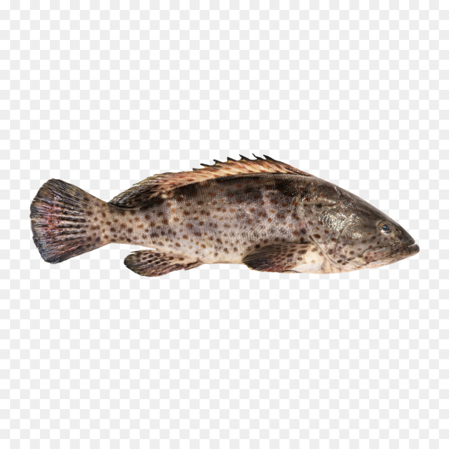 Detail Ikan Kerapu Png Nomer 2