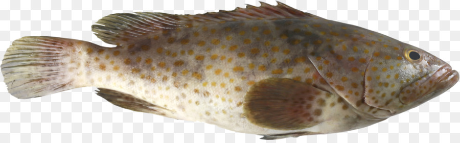 Detail Ikan Kerapu Png Nomer 6