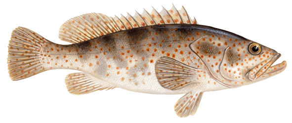 Detail Ikan Kerapu Png Nomer 8