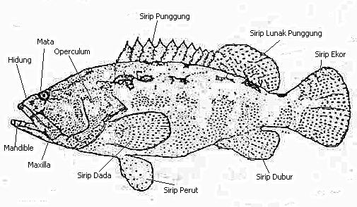 Detail Ikan Kerapu Singa Nomer 41
