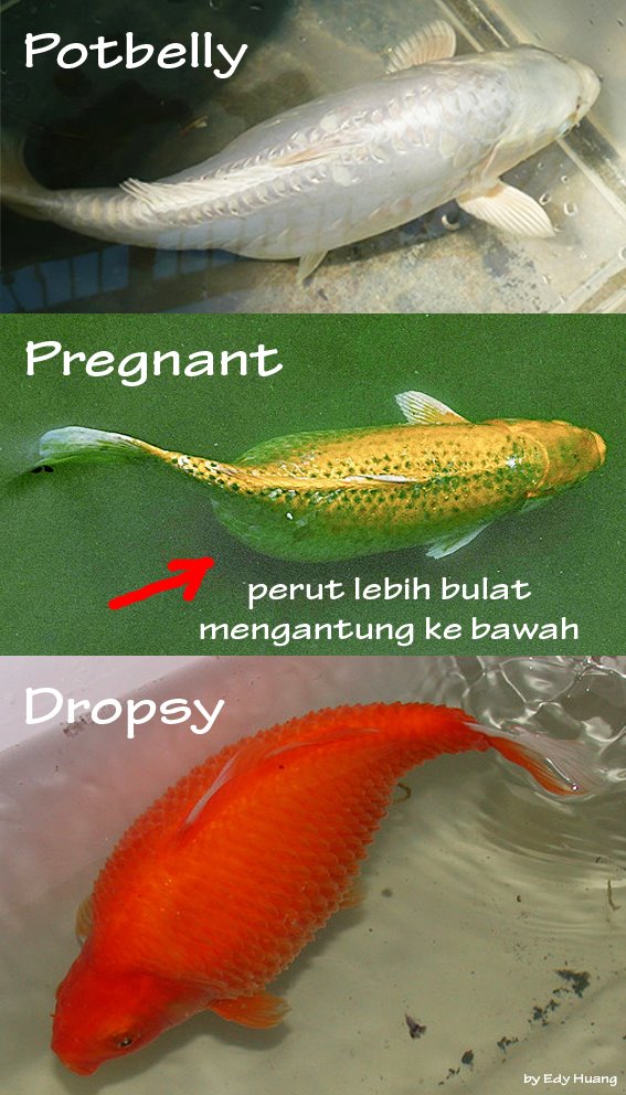 Detail Ikan Koi Bertelur Nomer 20