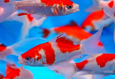 Detail Ikan Koi Bertelur Nomer 27