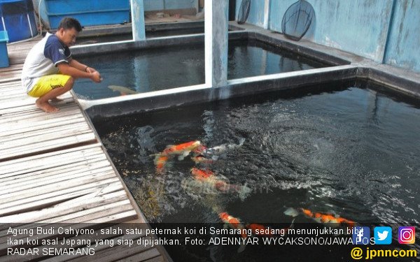 Detail Ikan Koi Bertelur Nomer 32