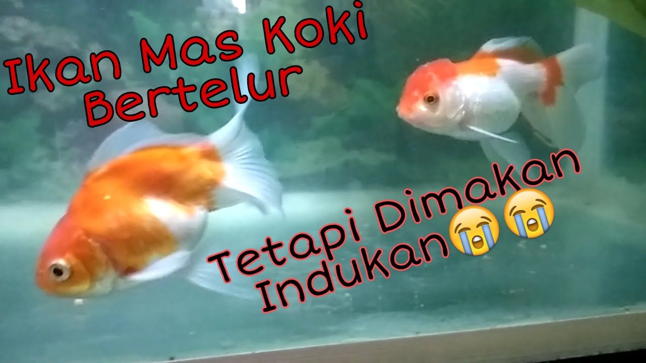 Detail Ikan Koi Bertelur Nomer 35